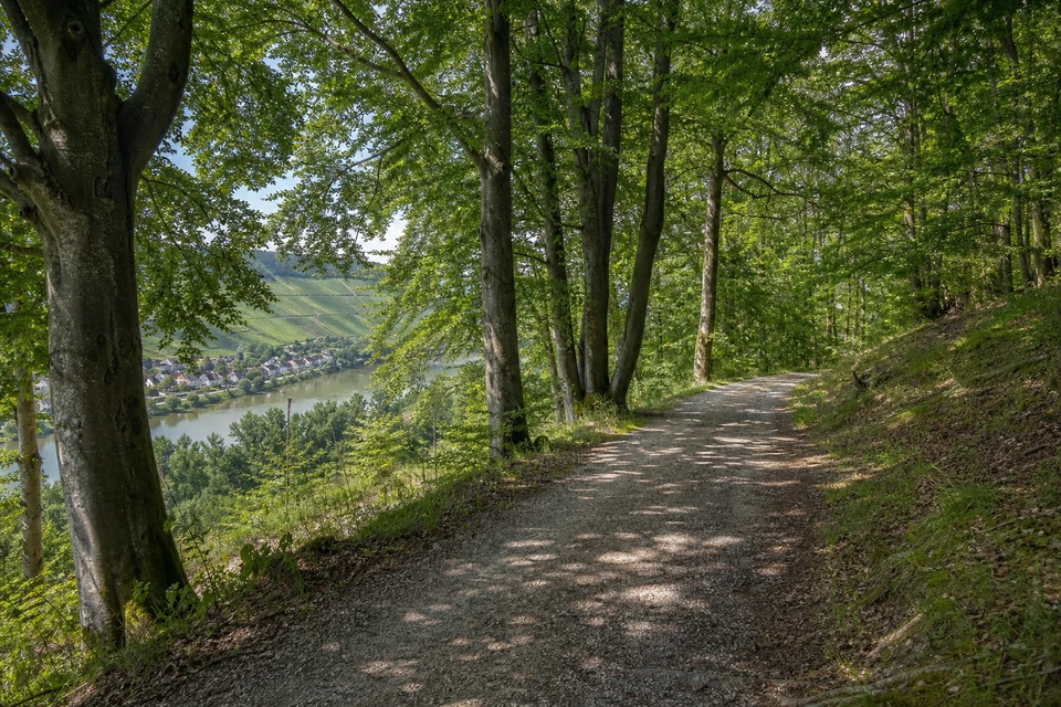 Breiter Waldweg auf einem Höhenrücken zwischen alten Buchen, Sonnenflecken auf dem Boden (mit AI erstelltes Bild)
